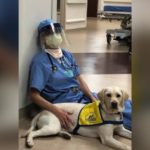 A Service Dog in Training Brings Comfort to ER Doctors